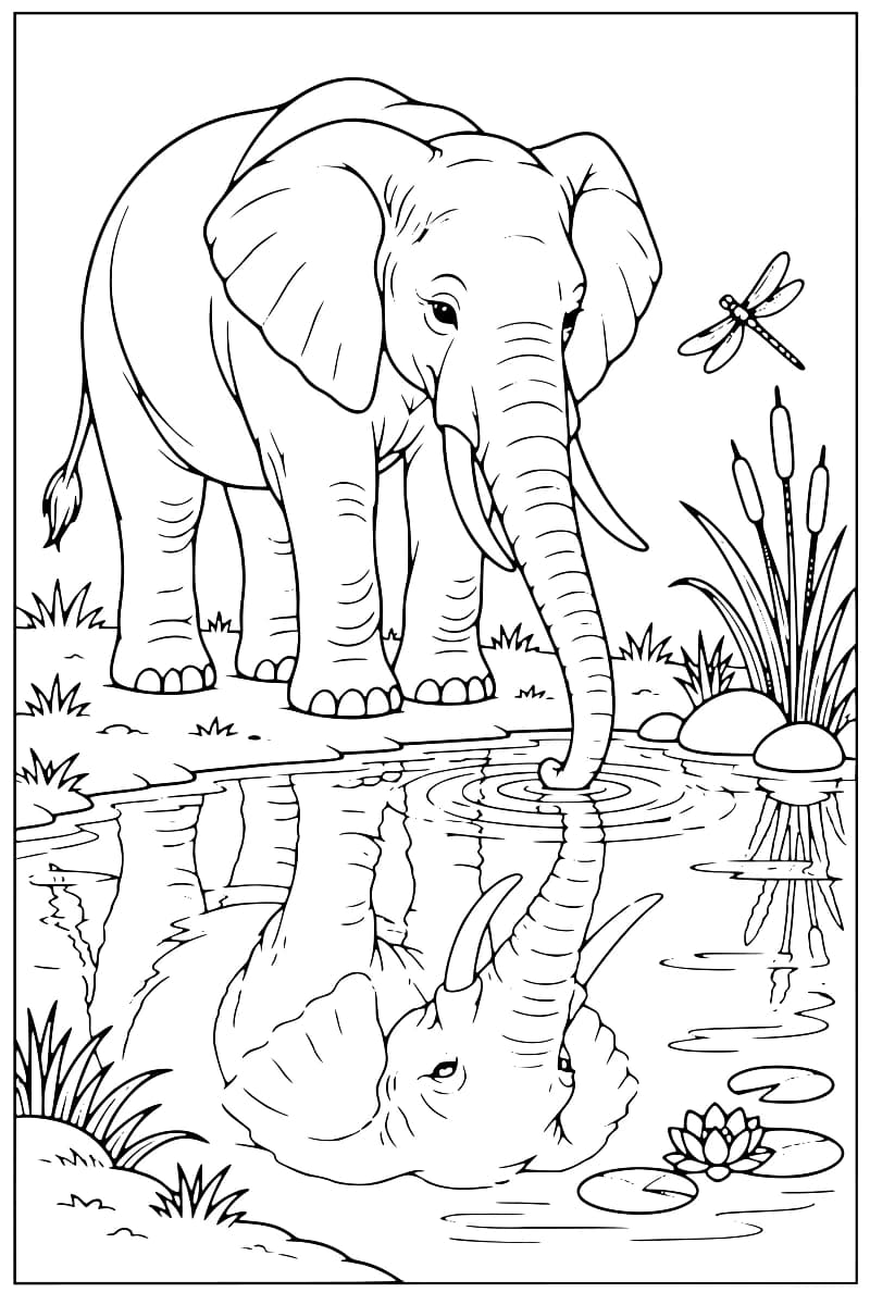 Dessin à colorier d’un éléphant au bord d’un étang, le bout de la trompe dans l’eau et son reflet visible à la surface, avec une libellule, des roseaux, des pierres et des nénuphars.