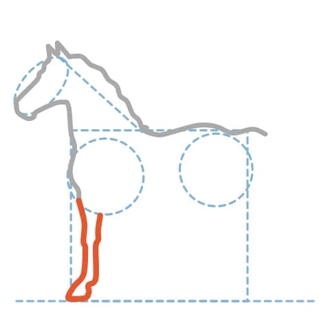 Étape 6 : Depuis le poitrail, trace la jambe avant proche : avant-bras, genou, canon fin, boulet arrondi et sabot.