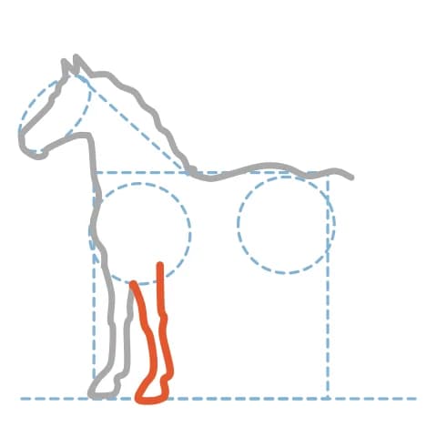 Étape 7 : Juste derrière cette première jambe, dessine les traits de la seconde jambe avant.