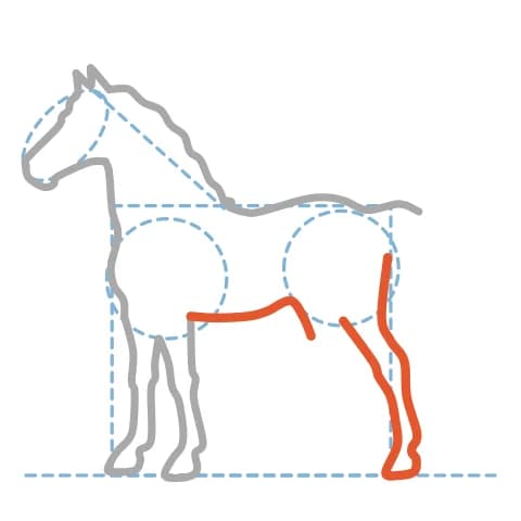 Étape 8 : Trace la courbe du ventre, puis la jambe arrière proche, avec un angle vers l’arrière pour le jarret.