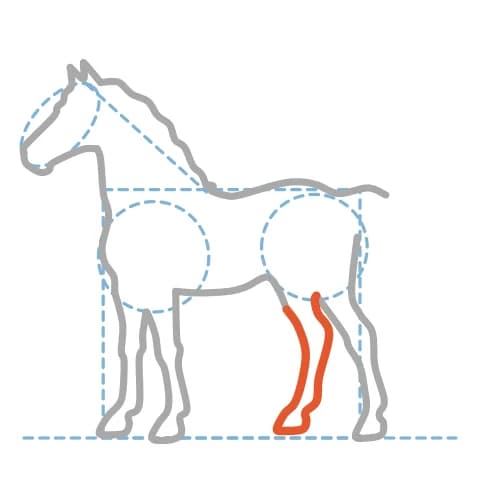 Étape 9 : Dessine les traits de la seconde jambe arrière, derrière celle que tu viens de tracer.