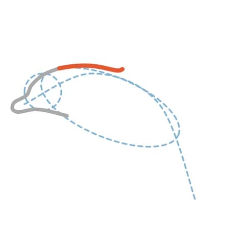 Étape 3 : Depuis la tête, trace une longue courbe pour le dos, jusqu’à l’emplacement de la nageoire.