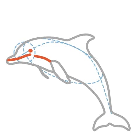 Étape 8 : Ajoute un petit rond pour l’œil, une courbe pour le sourire et un long trait courbe le long du flanc.