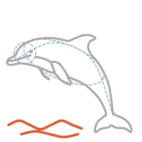 Étape 9 : Sous le dauphin, trace plusieurs courbes pour représenter les vagues.