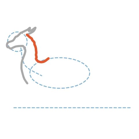 Étape 4 : Depuis l’arrière de la tête, trace une courbe qui descend vers le corps pour délimiter l’arrière du cou.