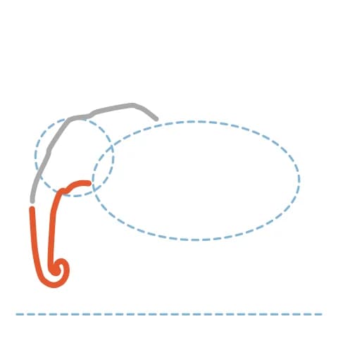 Étape 3 : Sous la bouche, dessine une longue trompe avec deux courbes rapprochées qui se recourbent ensemble au bout.