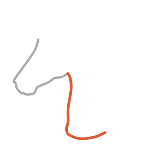 Étape 2 : Depuis le dessous de la tête, trace le devant du cou vers le bas, puis termine par une courbe douce.