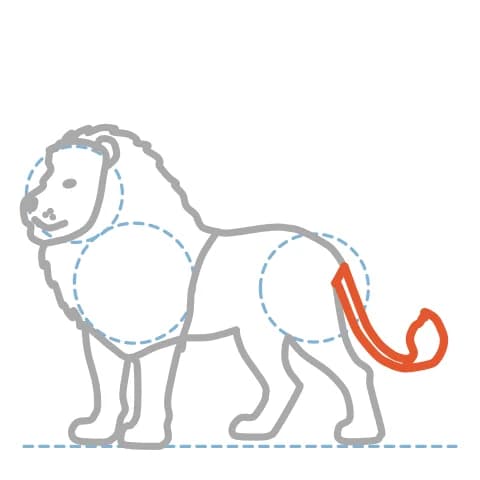 Étape 10 : À l’arrière des hanches, trace deux longues courbes pour la queue et termine par une touffe en forme de goutte pointue.