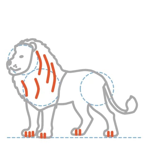 Étape 11 : Ajoute de courts traits sur les pattes pour séparer les doigts et quelques courbes pointues dans la crinière pour dessiner des mèches.