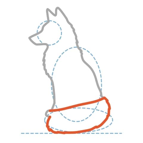 Étape 6 : Dessine une grande queue touffue avec deux courbes enveloppant les pattes, en suivant l’ovale aplati.