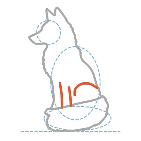 Étape 7 : Ajoute deux pattes avant fines avec des traits presque verticaux, puis une courbe arrondie pour la cuisse.