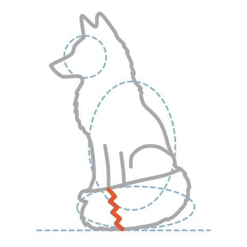 Étape 8 : Trace un zigzag en travers de la queue pour délimiter sa pointe blanche.