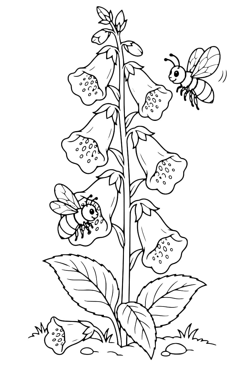 Dessin en noir et blanc d’une digitale à haute tige, avec des fleurs en clochettes tachetées et de larges feuilles dentées ; une abeille vole à droite et une autre se pose sur une fleur à gauche.