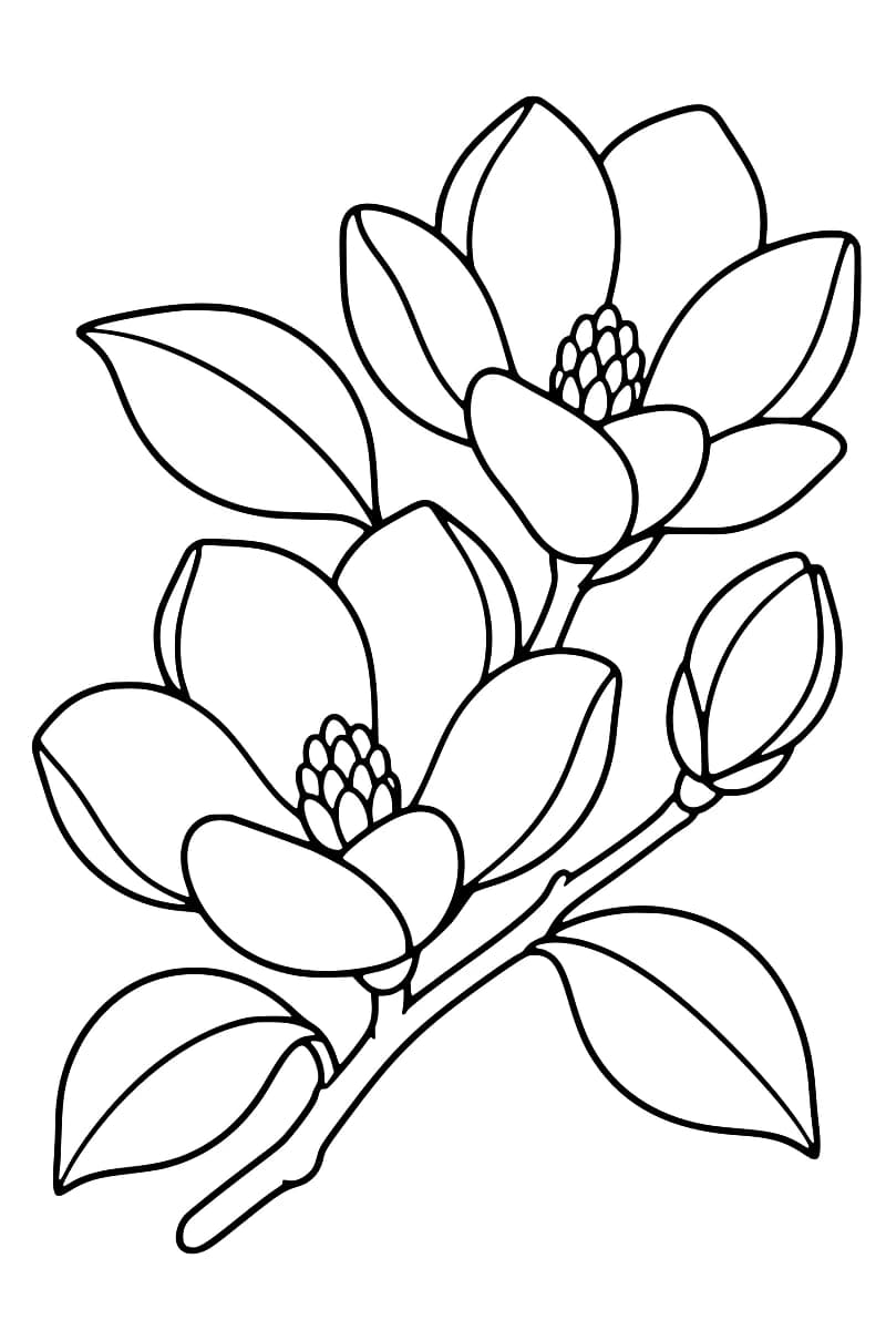 Dessin au trait noir sur fond blanc d’une branche oblique portant deux grandes fleurs de magnolia ouvertes, un bouton fermé à droite et trois feuilles nervurées.