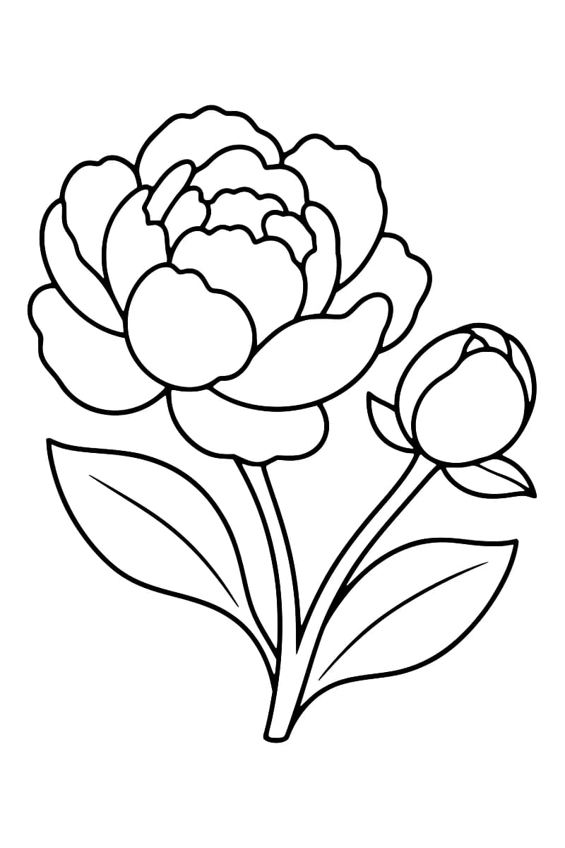 Dessin au trait noir sur fond blanc d’une grande pivoine aux pétales arrondis, avec un bouton fermé à droite et deux feuilles allongées sur les tiges.