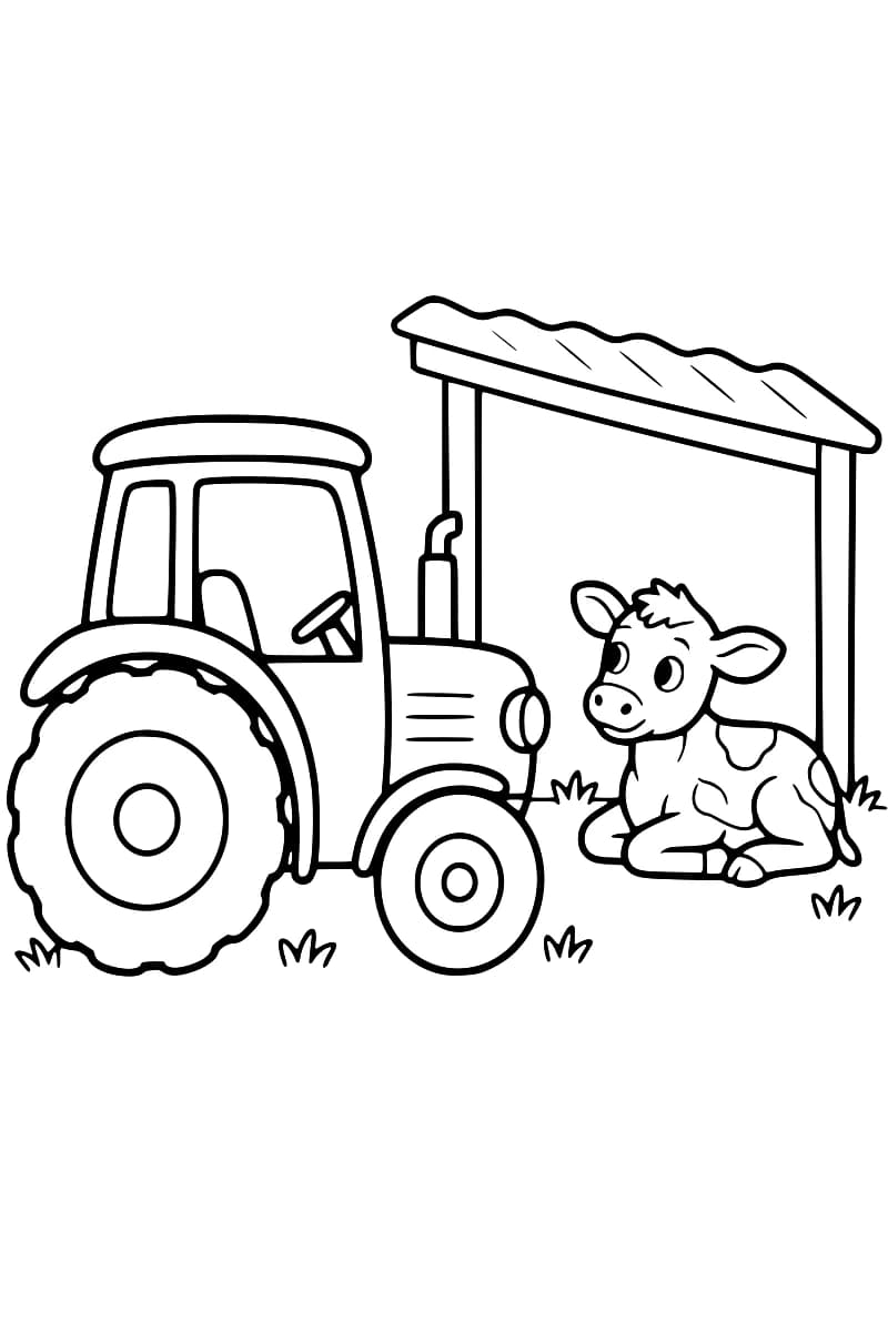 Dessin en noir et blanc d’un tracteur à grandes roues, à gauche, et d’un veau tacheté couché sous un abri à toit ondulé, à droite.