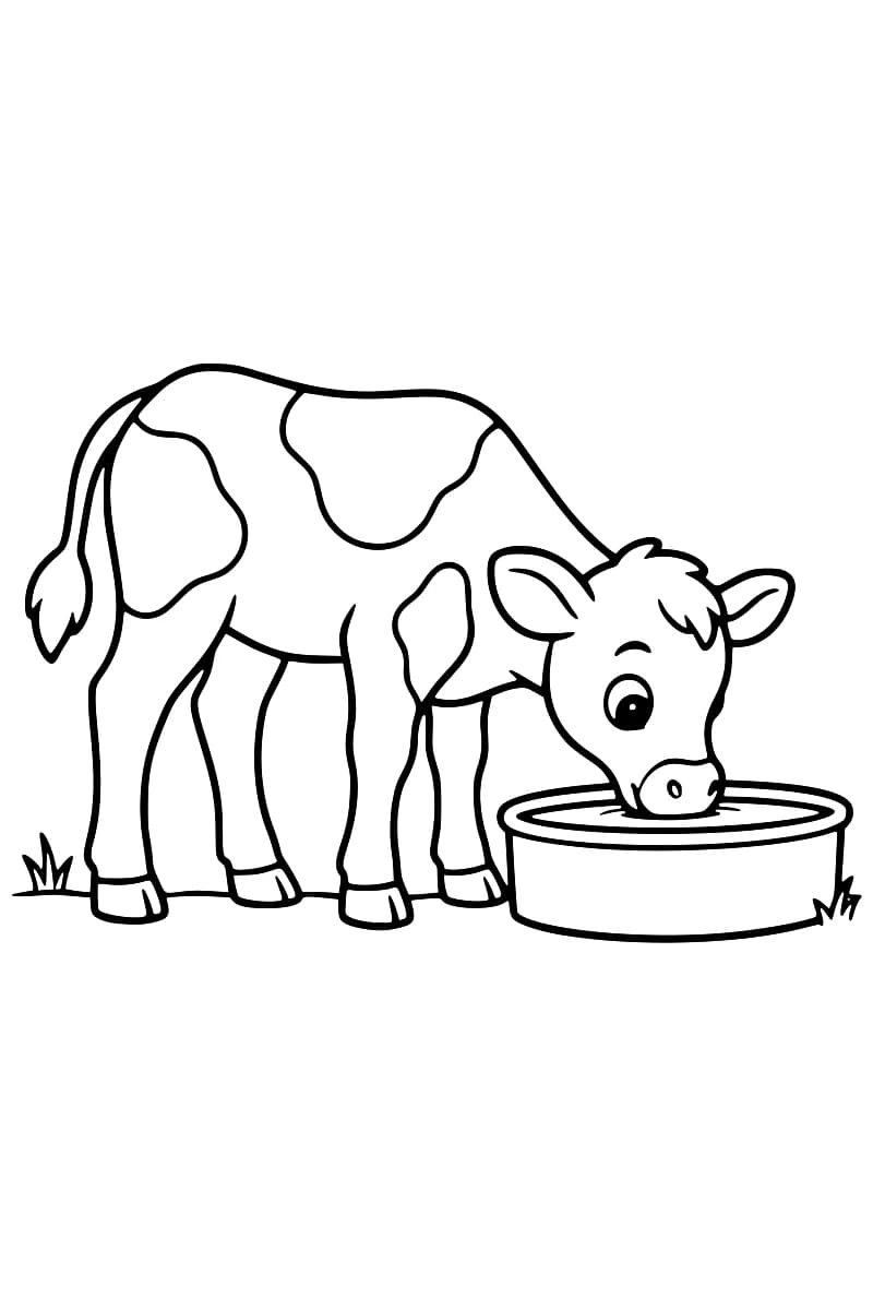 Dessin en noir et blanc d’un veau tacheté, debout de profil, le museau dans l’eau d’un abreuvoir bas, avec quelques touffes d’herbe au sol.