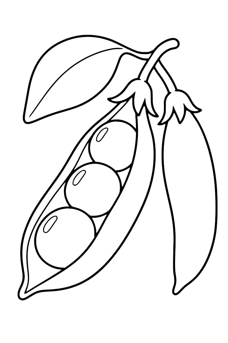Dessin en noir et blanc de deux gousses de petits pois reliées à une tige avec une grande feuille, l’une ouverte laissant voir trois petits pois et l’autre fermée.