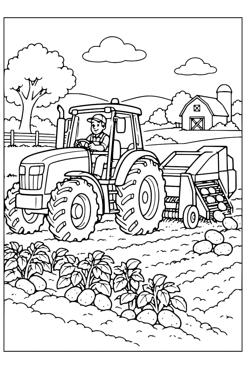 Dessin à colorier d’un conducteur au volant d’un tracteur attelé à une arracheuse, avec des pommes de terre sur son tapis incliné et au sol, des plants au premier plan et une grange avec un silo à l’arrière-plan.