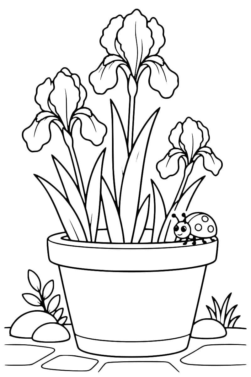 Dessin en noir et blanc de trois iris aux longues feuilles pointues dans un grand pot, avec une coccinelle sur le rebord droit, des pierres et de petites plantes au sol.