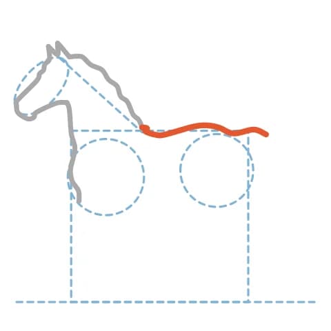 Étape 5 : Dessine une courbe légèrement creusée pour le dos, qui remonte jusqu’à la croupe arrondie.