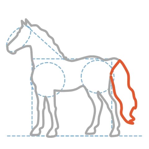 Étape 10 : Depuis la croupe, trace de longues courbes descendantes pour former une queue qui retombe souplement.