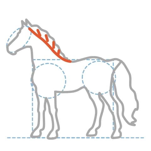 Étape 11 : Trace la courbe du haut de l’encolure sous la crinière, puis ajoute quelques traits pour les mèches.