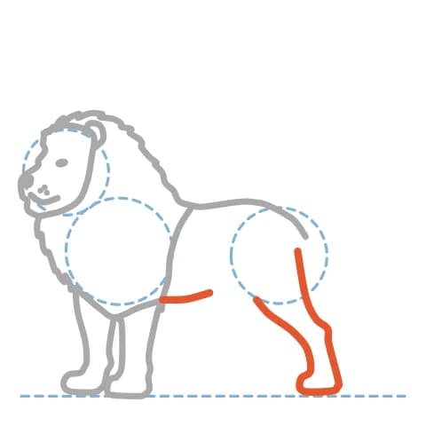 Étape 8 : Trace la courbe du ventre, puis la patte arrière du premier plan, avec un angle vers l’arrière pour le talon.