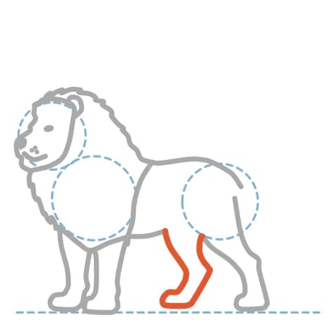 Étape 9 : Ajoute les traits de la seconde patte arrière, derrière celle du premier plan, en laissant une partie de son contour visible.