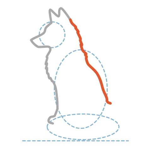Étape 5 : Depuis l’arrière de la tête, trace une longue courbe qui dessine le dos et descend jusqu’à la base de la queue.